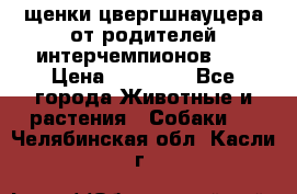щенки цвергшнауцера от родителей интерчемпионов,   › Цена ­ 35 000 - Все города Животные и растения » Собаки   . Челябинская обл.,Касли г.
